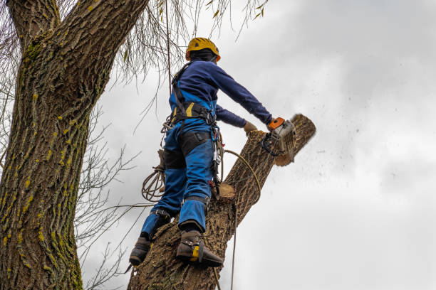 How Our Tree Care Process Works  in  Middleburg, PA